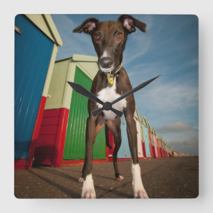 A Lurcher Standing In Front Of Some Beach Huts Square Wall Clock