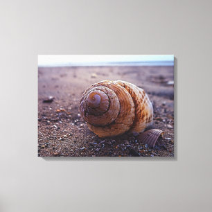 A Macro View Of A Spiral Shell Canvas Print