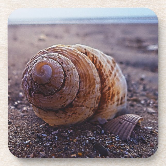 A Macro View Of A Spiral Shell Coaster (Front)