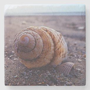 A Macro View Of A Spiral Shell Stone Coaster