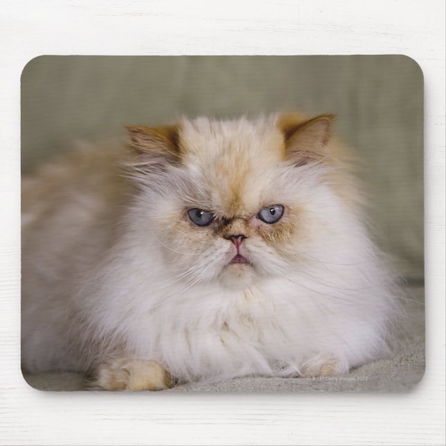 A mad, upset, reclining Flame Point Himalayan Mouse Pad (Front)