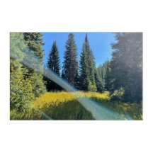 A Magical Forest Acrylic Wall Art