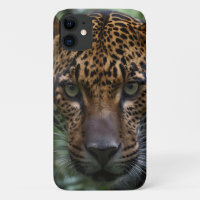 A Magnificent Jaguar Is Stalking In The Forest,