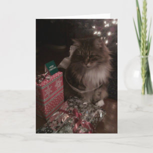 A Maine Coon Christmas Holiday Card