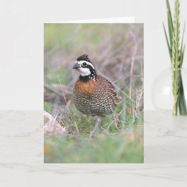 A Male Bobwhite Quail Greeting Card. Card (Front)