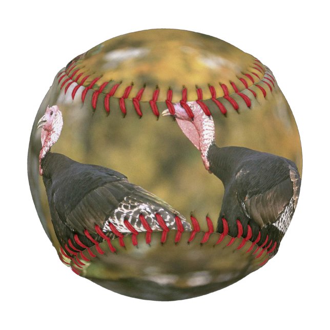 A male Female Turkey Pair Photograph in Fall Baseball (Back)