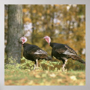 A male Female Turkey Pair Photograph in Fall Poster