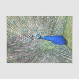A Male Indian Peacock Fans it's tail Feathers Tissue Paper
