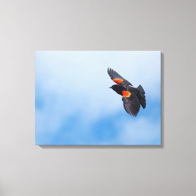 A Male Red-Winged Bird 2 Canvas Print (Front)