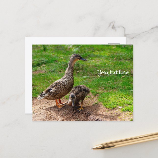A Mallard Duck and her Duckling Postcard (Front/Back In Situ)