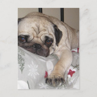 A man's best friend... postcard