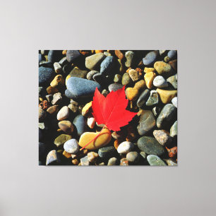 A Maple leaf on a Rock Background Canvas Print