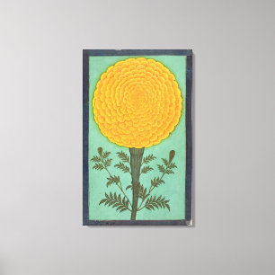 A Marigold, from the Small Clive Album (w/c on pap Canvas Print