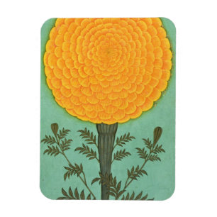 A Marigold, from the Small Clive Album (w/c on pap Magnet