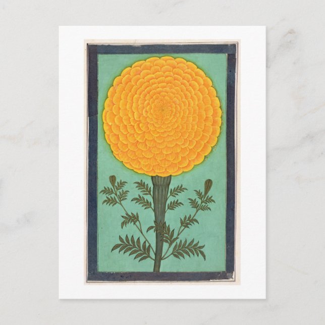 A Marigold, from the Small Clive Album (w/c on pap Postcard (Front)