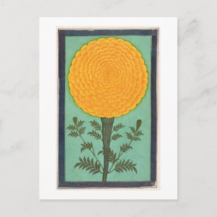 A Marigold, from the Small Clive Album (w/c on pap Postcard