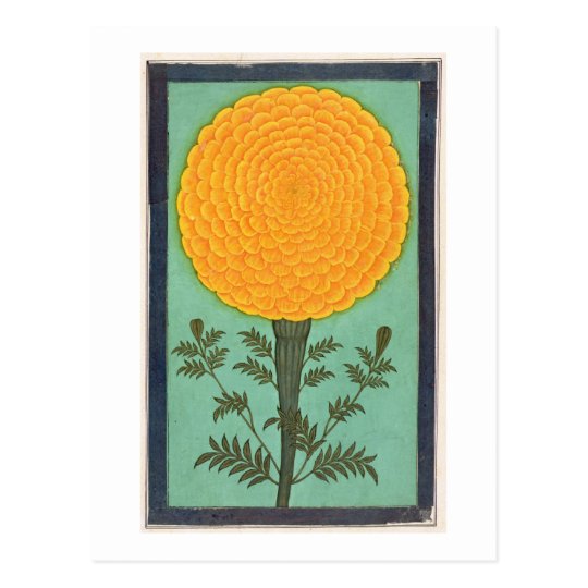 A Marigold, from the Small Clive Album (w/c on pap Postcard