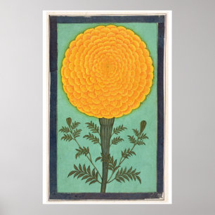 A Marigold, from the Small Clive Album (w/c on pap Poster