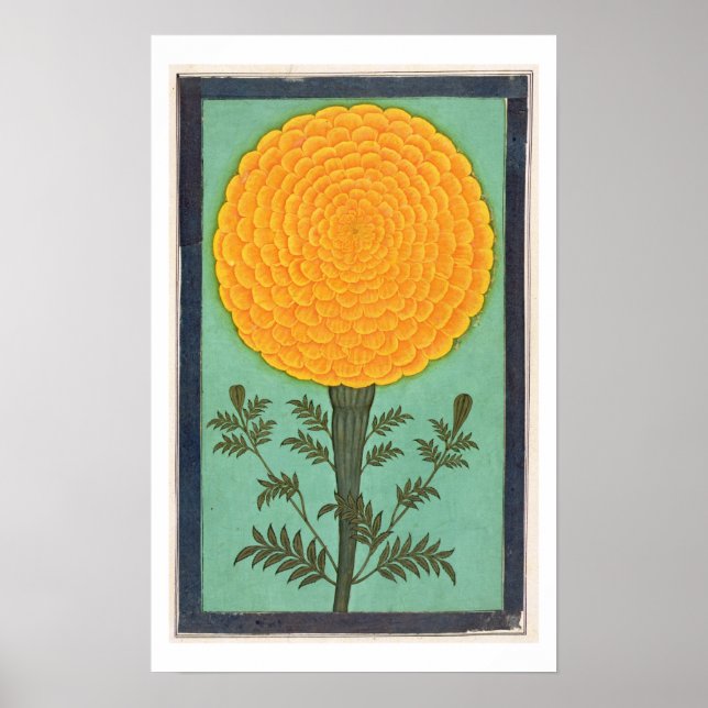 A Marigold, from the Small Clive Album (w/c on pap Poster (Front)
