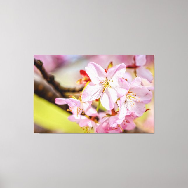 A Marvellous Bunch Of Pink Sakura Flowers In Sprin Canvas Print (Front)
