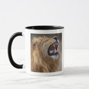 A mature male lion (Panthera leo) in the Savuti Mug