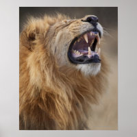 A mature male lion (Panthera leo) in the Savuti