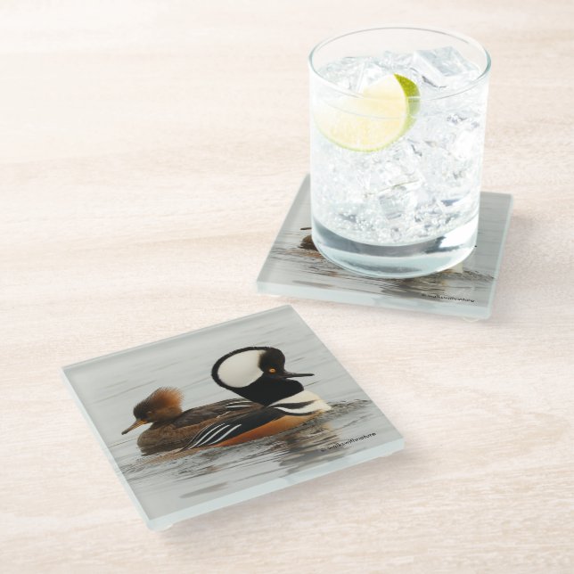 A Meeting of Hooded Merganser Ducks at the Pond Glass Coaster (Angled)
