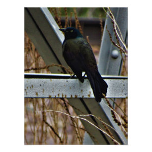 "A Messenger of Hope" Photo Print