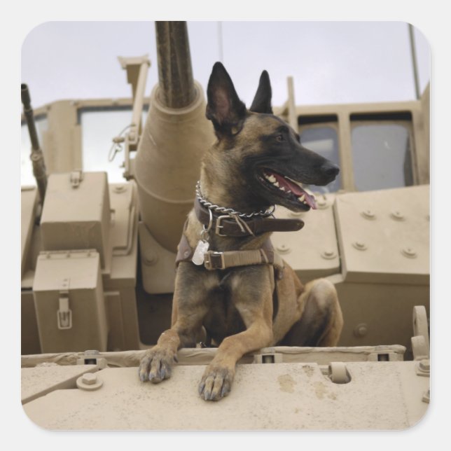 A military working dog sits on a M2A3 Square Sticker (Front)