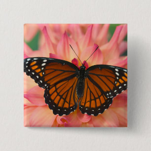A Mimic Of The Monarch Butterfly 2 Inch Square Button