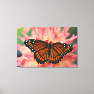 A Mimic Of The Monarch Butterfly Canvas Print