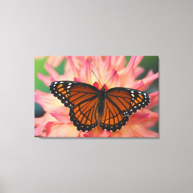 A Mimic Of The Monarch Butterfly Canvas Print (Front)