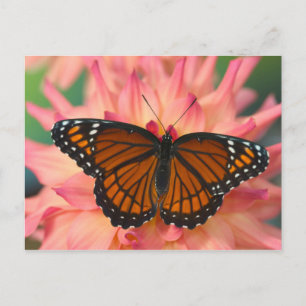 A Mimic Of The Monarch Butterfly Postcard
