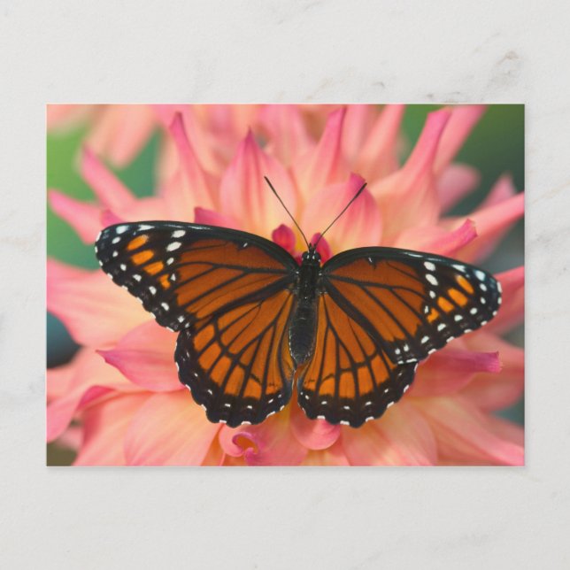 A Mimic Of The Monarch Butterfly Postcard (Front)