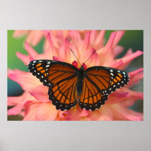 A Mimic Of The Monarch Butterfly Poster