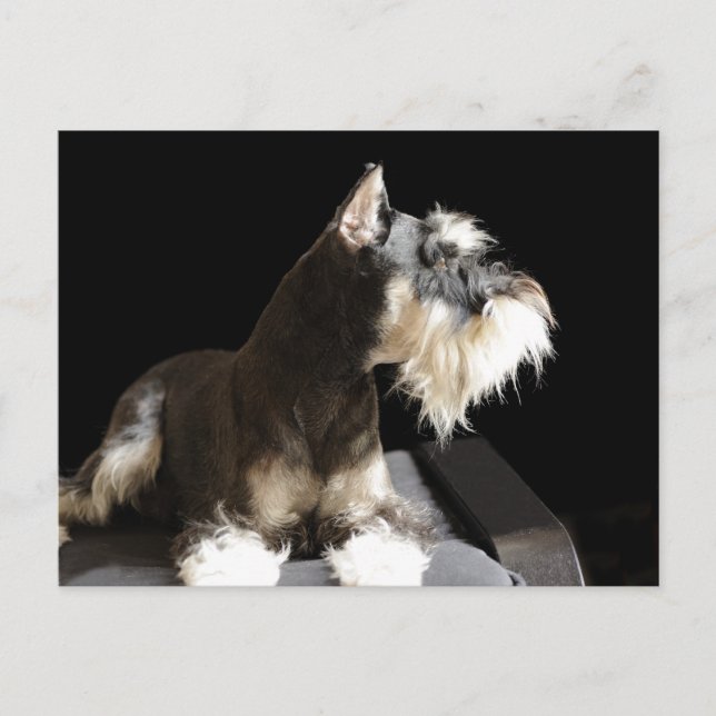 A Miniature Schnauzer Postcard (Front)