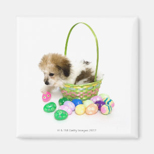 A mixed breed puppy sitting in an Easter basket Magnet