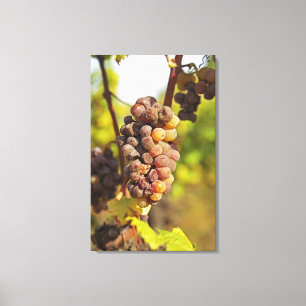 A moldy Semillon grape bunch at Ch Raymond Lafon Canvas Print