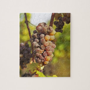 A moldy Semillon grape bunch at Ch Raymond Lafon Jigsaw Puzzle