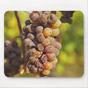 A moldy Semillon grape bunch at Ch Raymond Lafon Mouse Pad