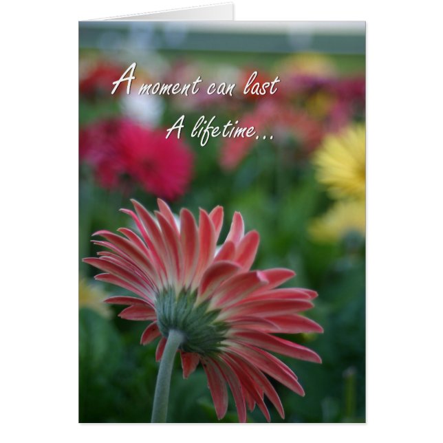 A Moment can last a lifetime pink gerbera daisy (Front)
