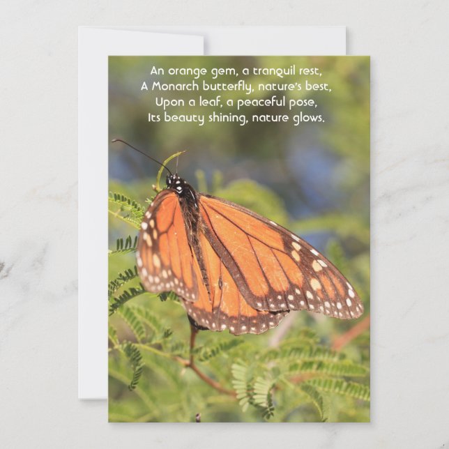 A Moment of Serenity: The Orange Monarch Butterfly Holiday Card (Front)