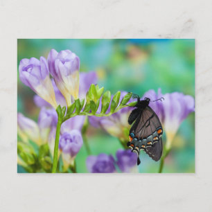 A Monarch Butterfly   Danaus Plexippus Postcard