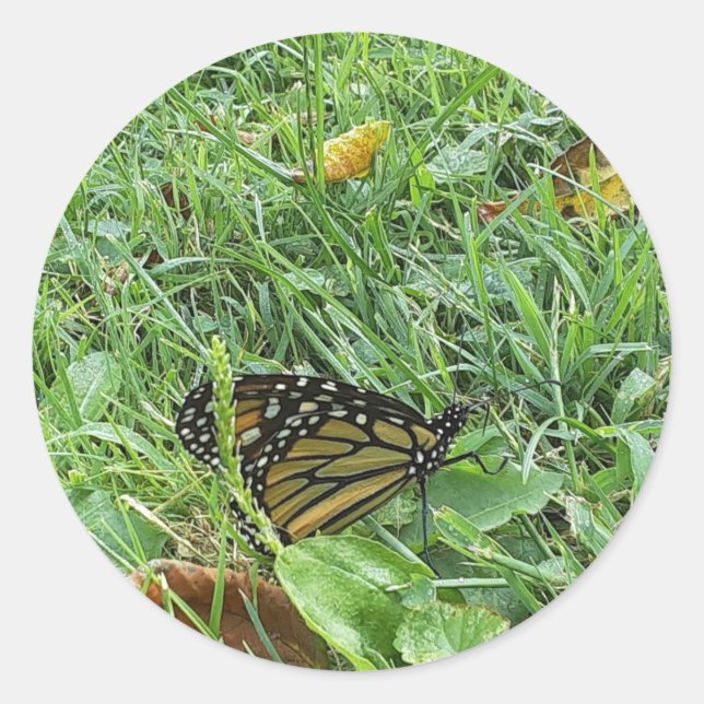 A Monarch Butterfly Sticker (Front)