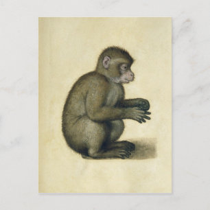A Monkey Postcard