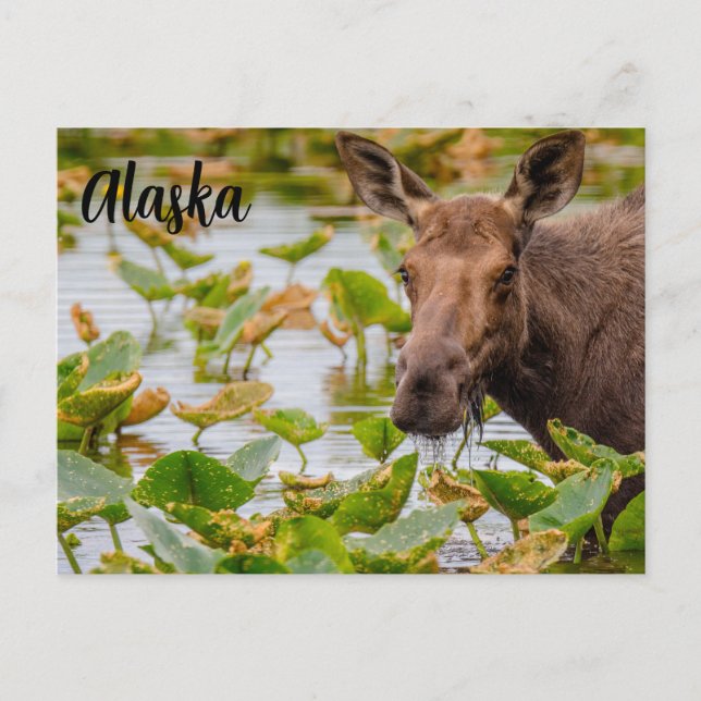 A Moose at Lake Wilson Alaskan Postcard (Front)