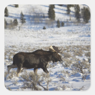 A moose wanders through Moose Junction in Grand Square Sticker