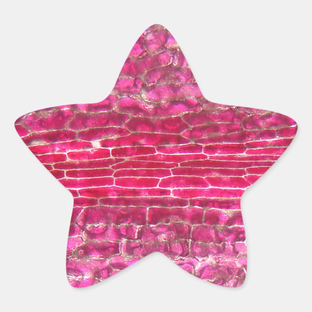A morning glory flower under the microscope star sticker (Front)