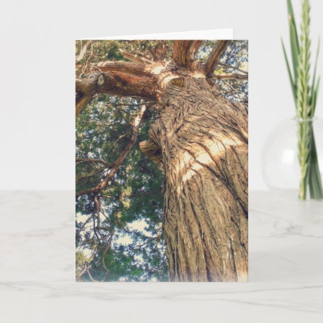 A Most Beautiful Tree Card (Front)