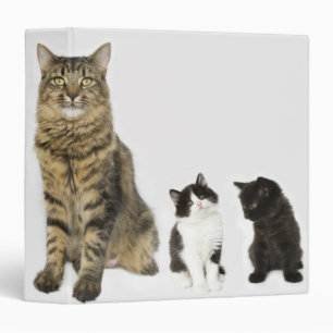 A mother with her four kittens all sitting binder